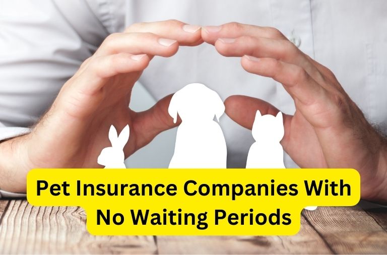 Pet Insurance Companies With No Waiting Periods