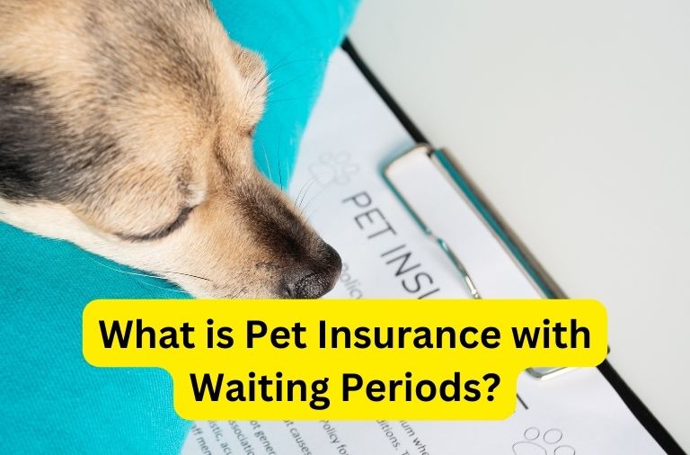 What is Pet Insurance with Waiting Periods?